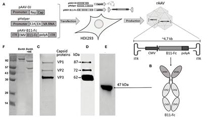 rAAV expressing recombinant neutralizing antibody for the botulinum neurotoxin type A prophylaxis